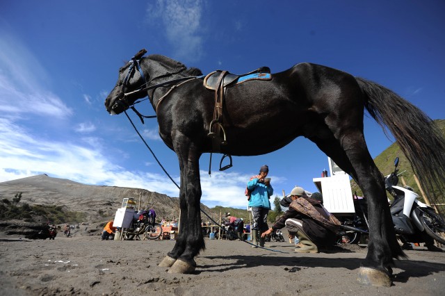 Du khách có thể cưỡi ngựa khi đến vùng núi Bromo ở Indonesia