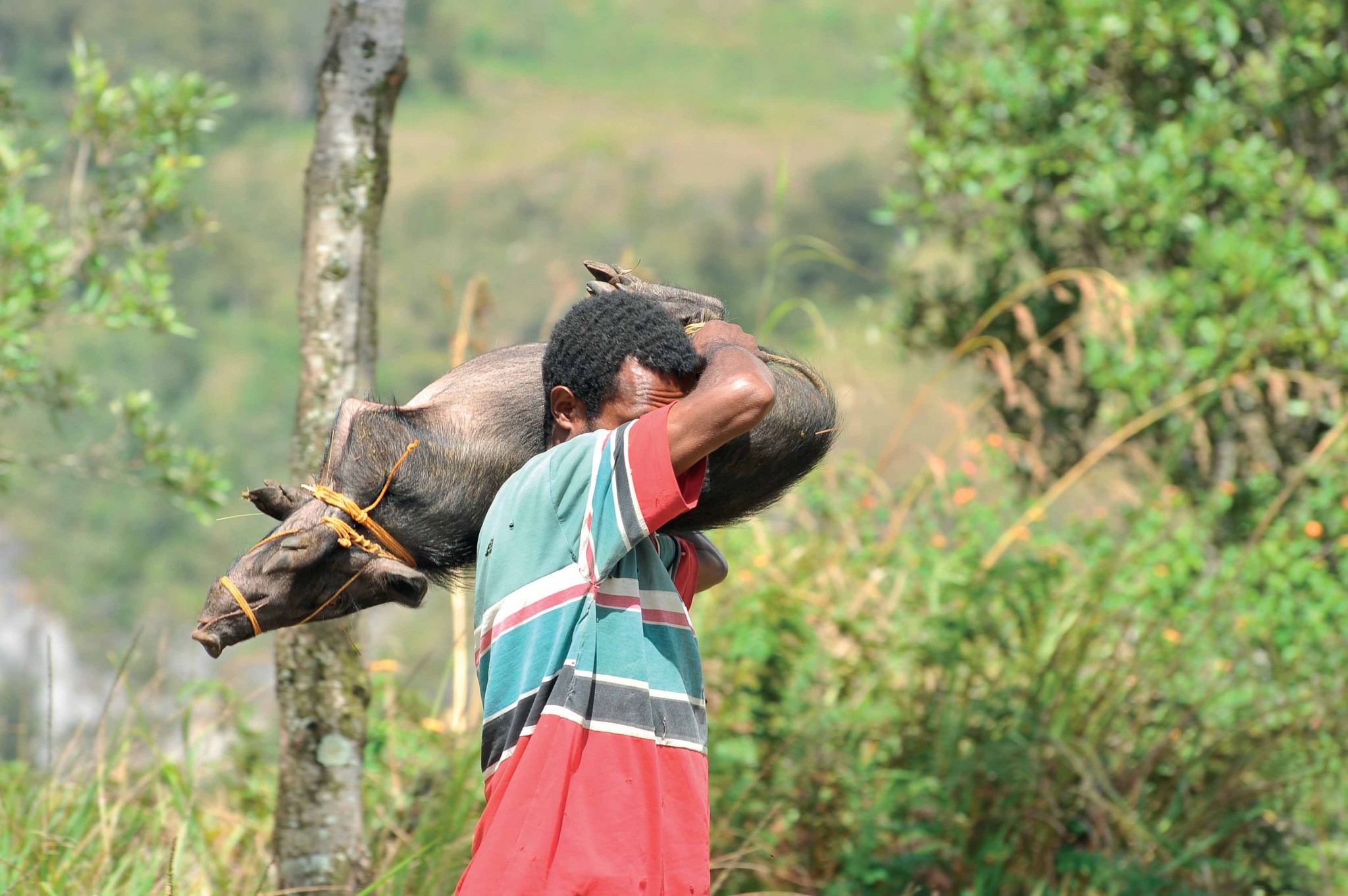 cư dân thung lũng Baliem, Indonesia