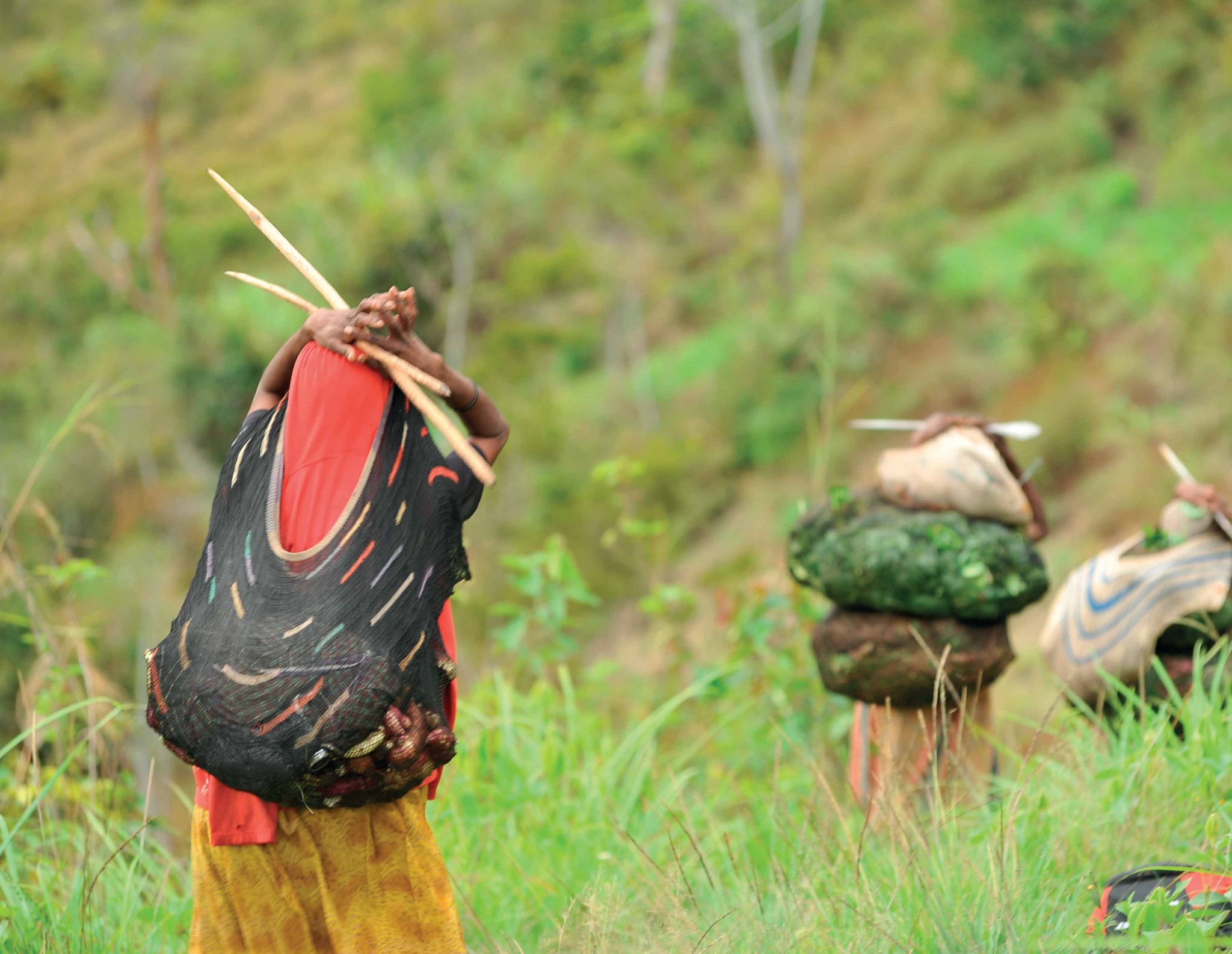Phụ nữ vùng Baliem dùng đầu gùi lương thực vượt núi.