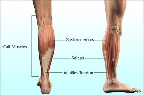 Mẹo tăng cơ bắp chân hiệu quả - leg muscles structure 1 - elleman