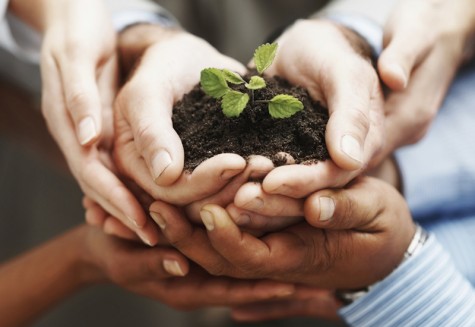 Business development - Closeup of hands holding seedling in a group