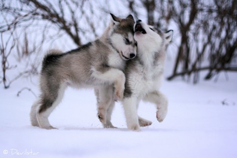 Những chú chó Alaska thật dễ thương phải không nào?
