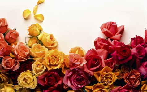 Ý nghĩa các loại hoa hồng cho ngày quốc tế phụ nữ - elleman - 0