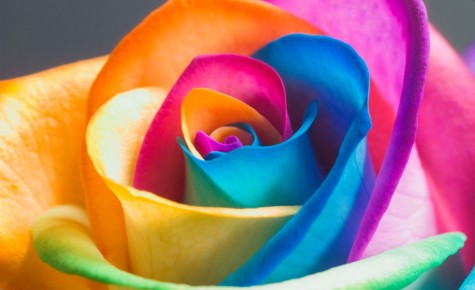 Ý nghĩa các loại hoa hồng cho ngày quốc tế phụ nữ - elleman - 1