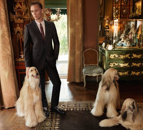 Bạn diễn của Tom Hiddleston là 3 chú cho Afghan Hound quyến rũ. 