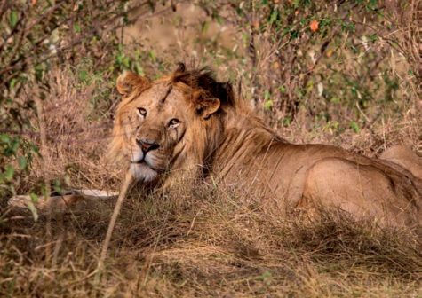 du-lich-kenya-dong-phi-luot-ngoai-cua-so-6