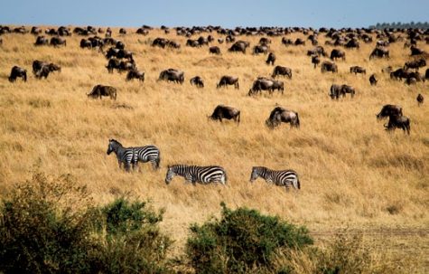 du-lich-kenya-dong-phi-luot-ngoai-cua-so-5