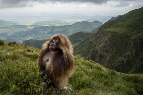 anh dong vat dep cua national geographic 2017 - elle man 10