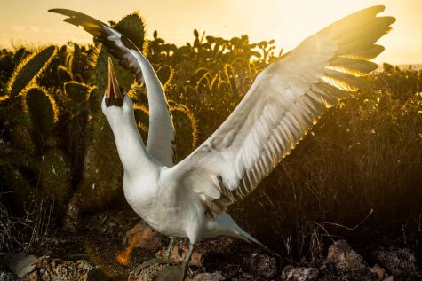 anh dong vat dep cua national geographic 2017 - elle man 15