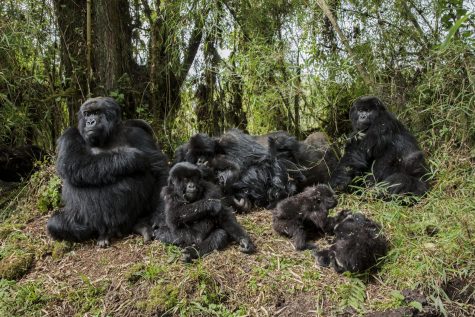 anh dong vat dep cua national geographic 2017 - elle man 26