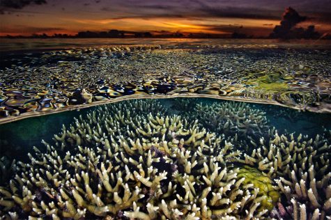 anh dong vat dep cua national geographic 2017 - elle man 33