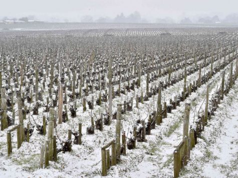 Cả cánh đồng nho ở Pháp đã trở thành cánh đồng tuyết