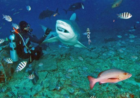 Beqa Lagoon, Fiji