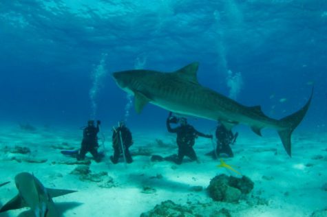 Tiger Beach, Bahamas