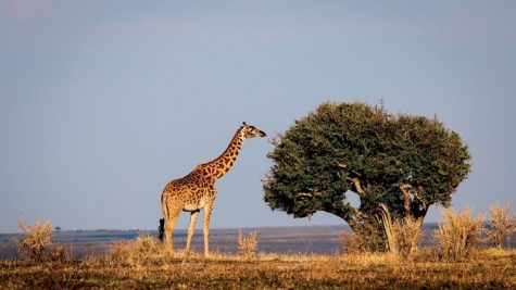Du lịch Kenya - Đông Phi lướt ngoài cửa sổ
