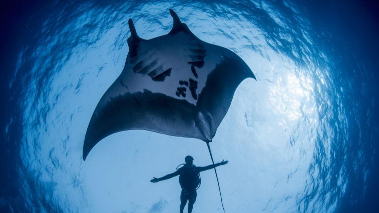 anh dong vat dep cua national geographic 2017 - elle man 18
