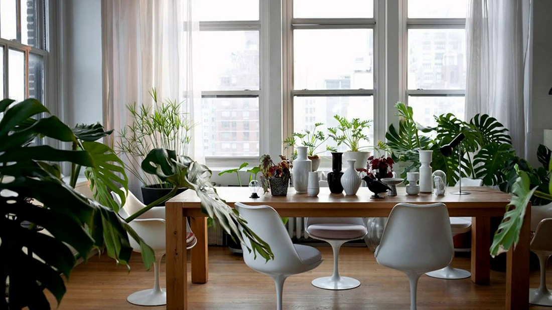 Cải thiện không gian sống với cây cảnh tốt cho sức khỏe