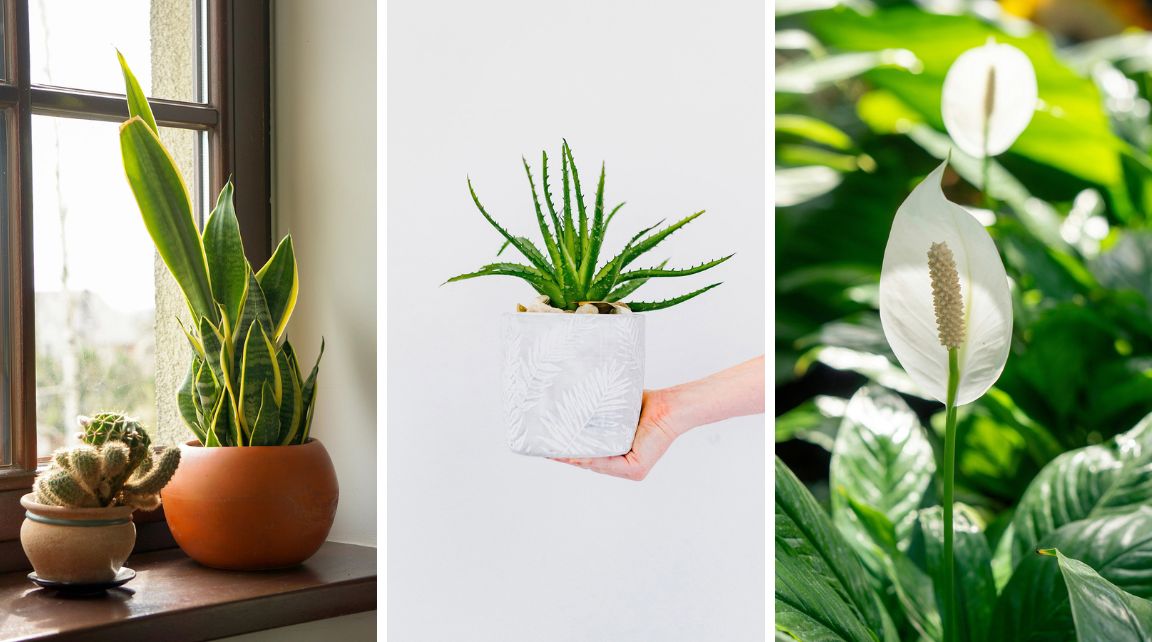 9 loại cây cảnh tốt cho sức khỏe có thể đặt trong phòng ngủ