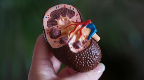 Suy thận là gì? Thực phẩm nào tốt cho thận của bạn