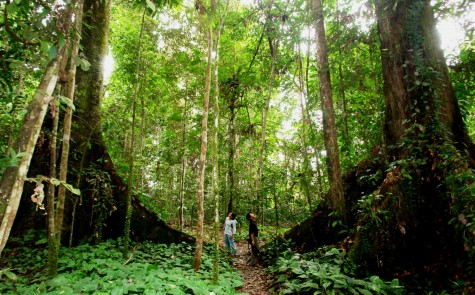 dia diem du lich Borneo Jungle