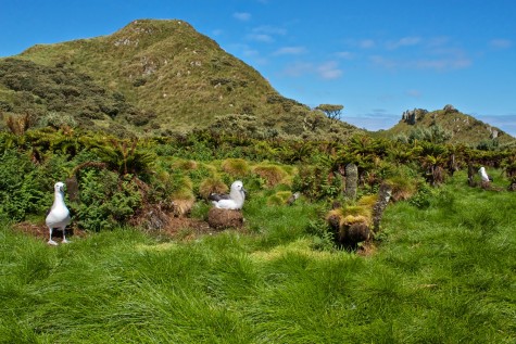 dia diem du lich sinh vat tren dao Tristan da Cunha