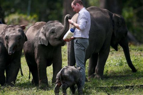 Hoàng tử William đến Việt Nam: cuộc chiến chống buôn bán động vật hoang dã