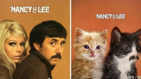 Bộ ảnh bìa album ca nhạc được tái hiện với ... những chú mèo