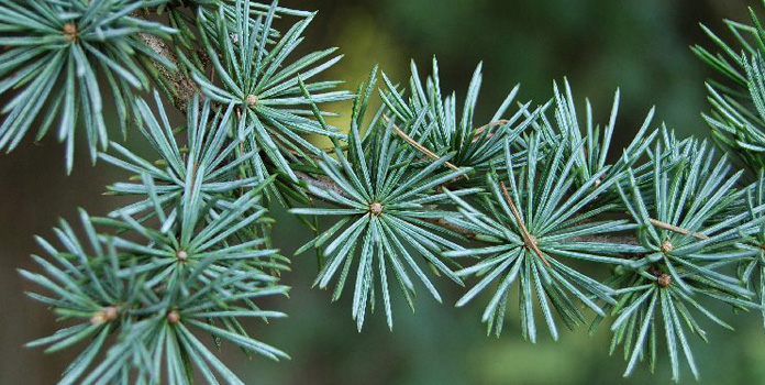 nước hoa nam 4 elle man 109