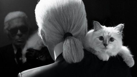 Karl Lagerfeld đã để lại cho mèo cưng Choupette một gia tài khổng lồ đến mức nào?