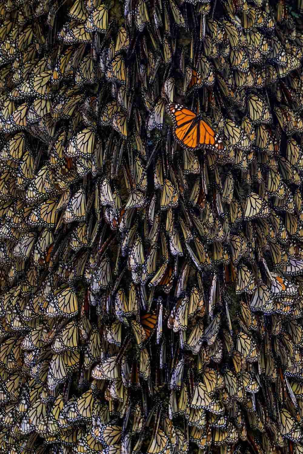10 bức ảnh đẹp về hình đàn bướm