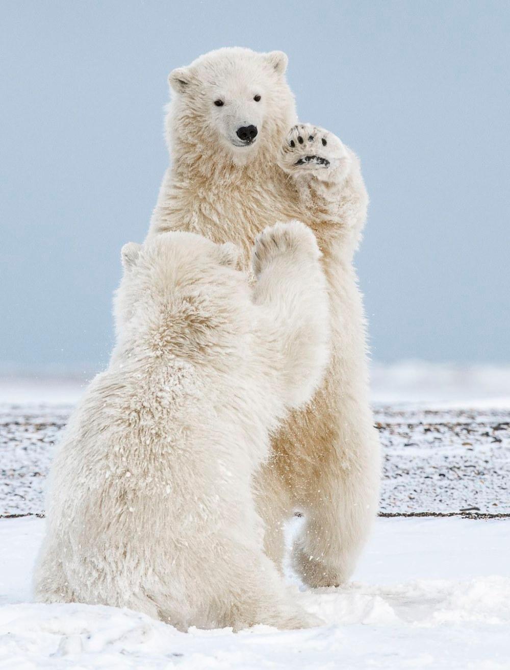4 bức ảnh đẹp về hình gấu bắc cực