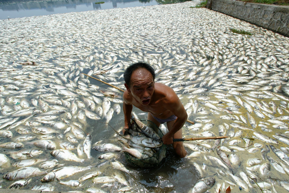 môi trường thế giới - đàn cá chết