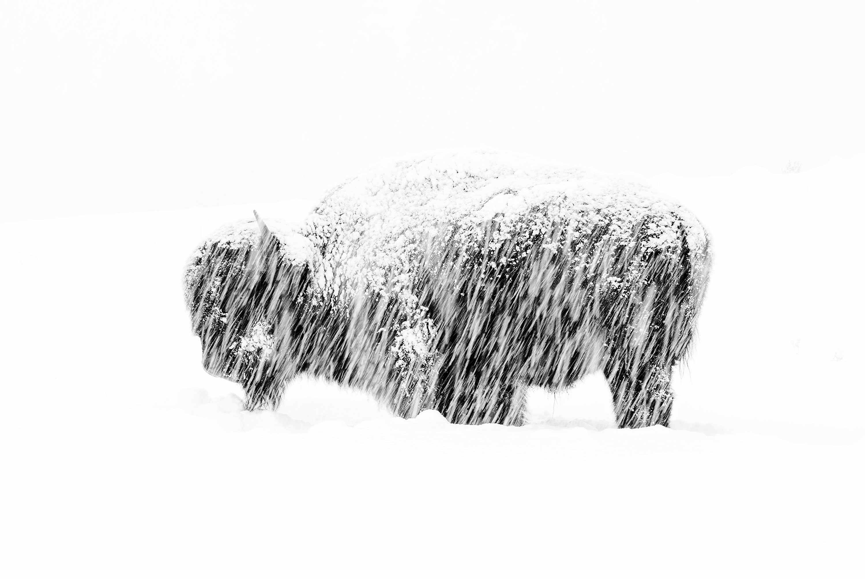 Hình ảnh một con bò rừng đơn độc trong cơn bão tuyết ở Công viên Quốc gia Yellowstone