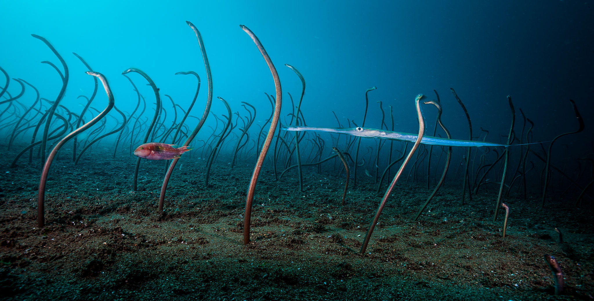 Bức ảnh thiên nhiên đẹp về những con lươn biển vừa ra khỏi hang 