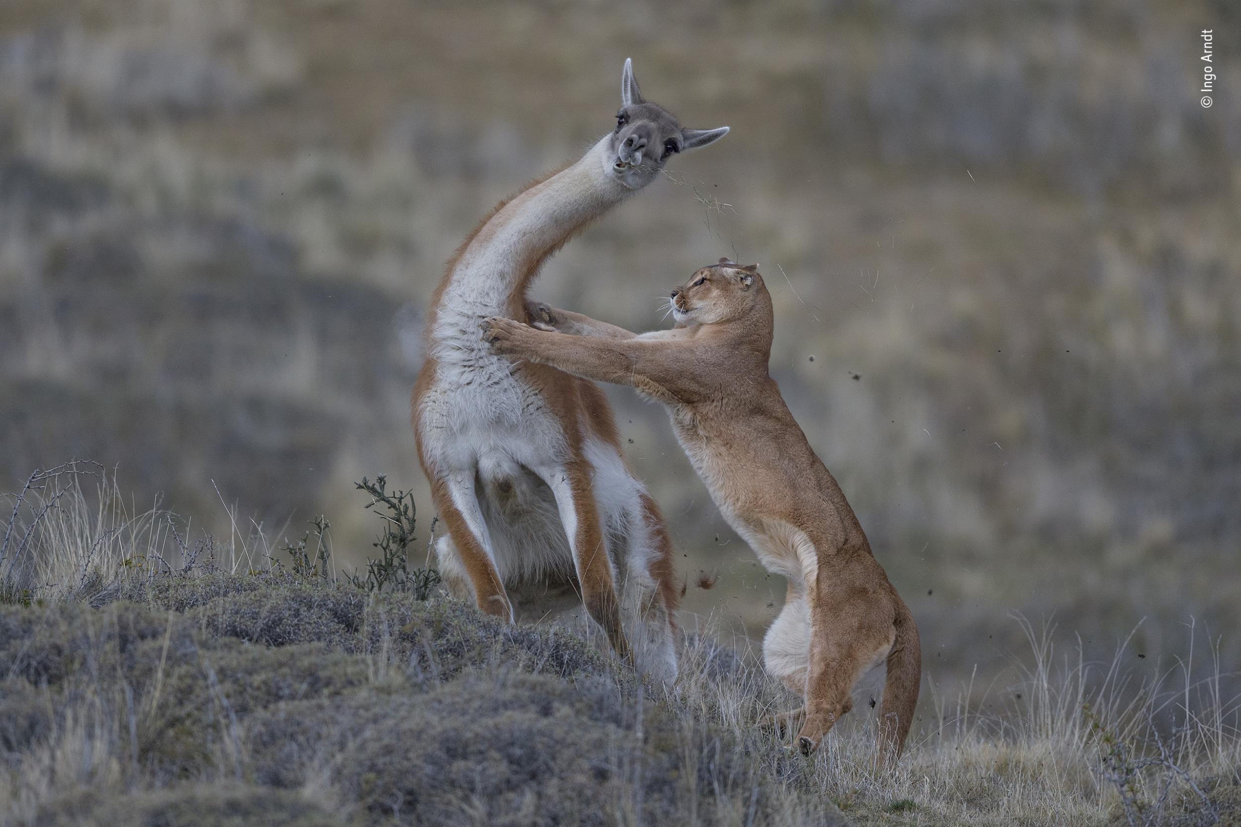 hình ảnh thiên nhiên của chú báo sư tử đang cố vật một con guanaco xuống