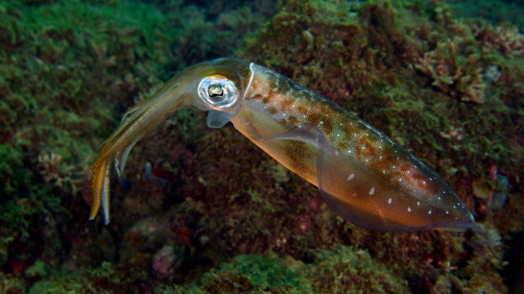 squid protein-chat lieu vai-elleman-1119 