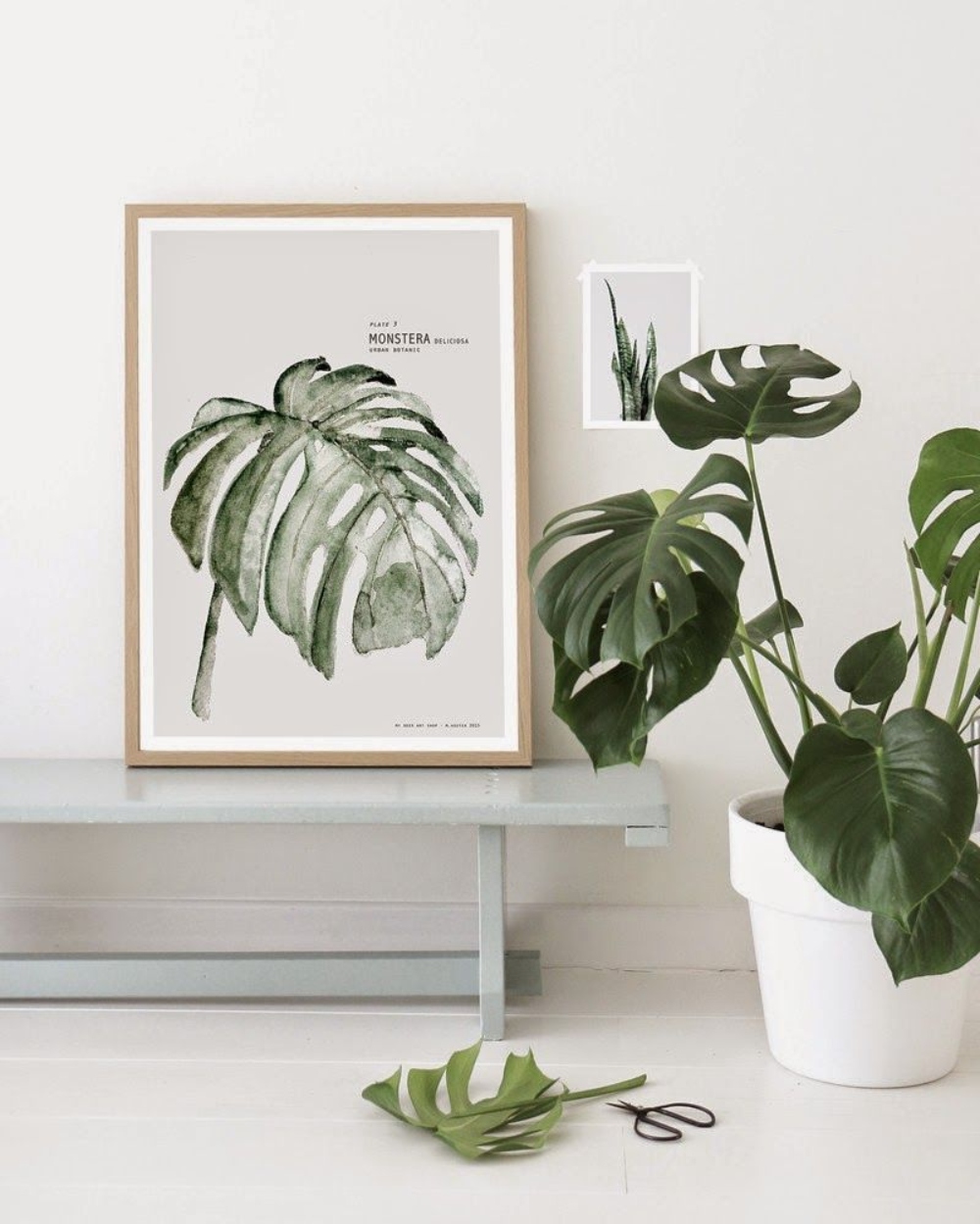 Trồng cây Trầu bà lá xẻ (Monstera deliciosa) còn có tên là cây trầu bà Nam Mỹ