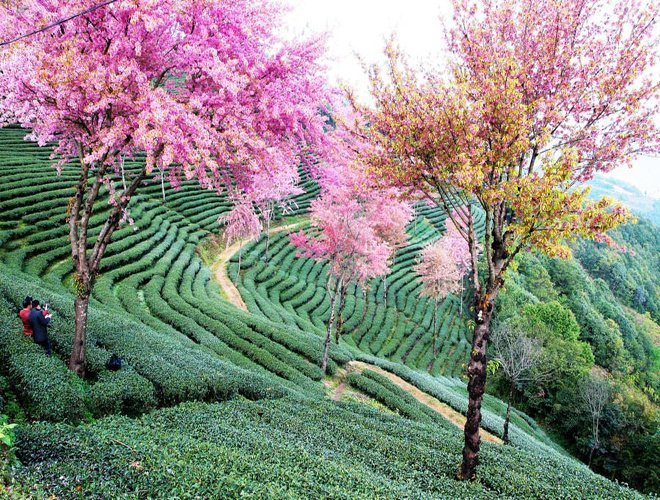 Vân Nam - nơi được cho là khởi sinh của lá trà Camellia Sinensis.