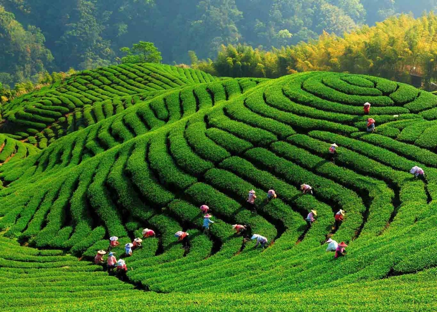 khám phá trà văn hai thái cực Đông Tây