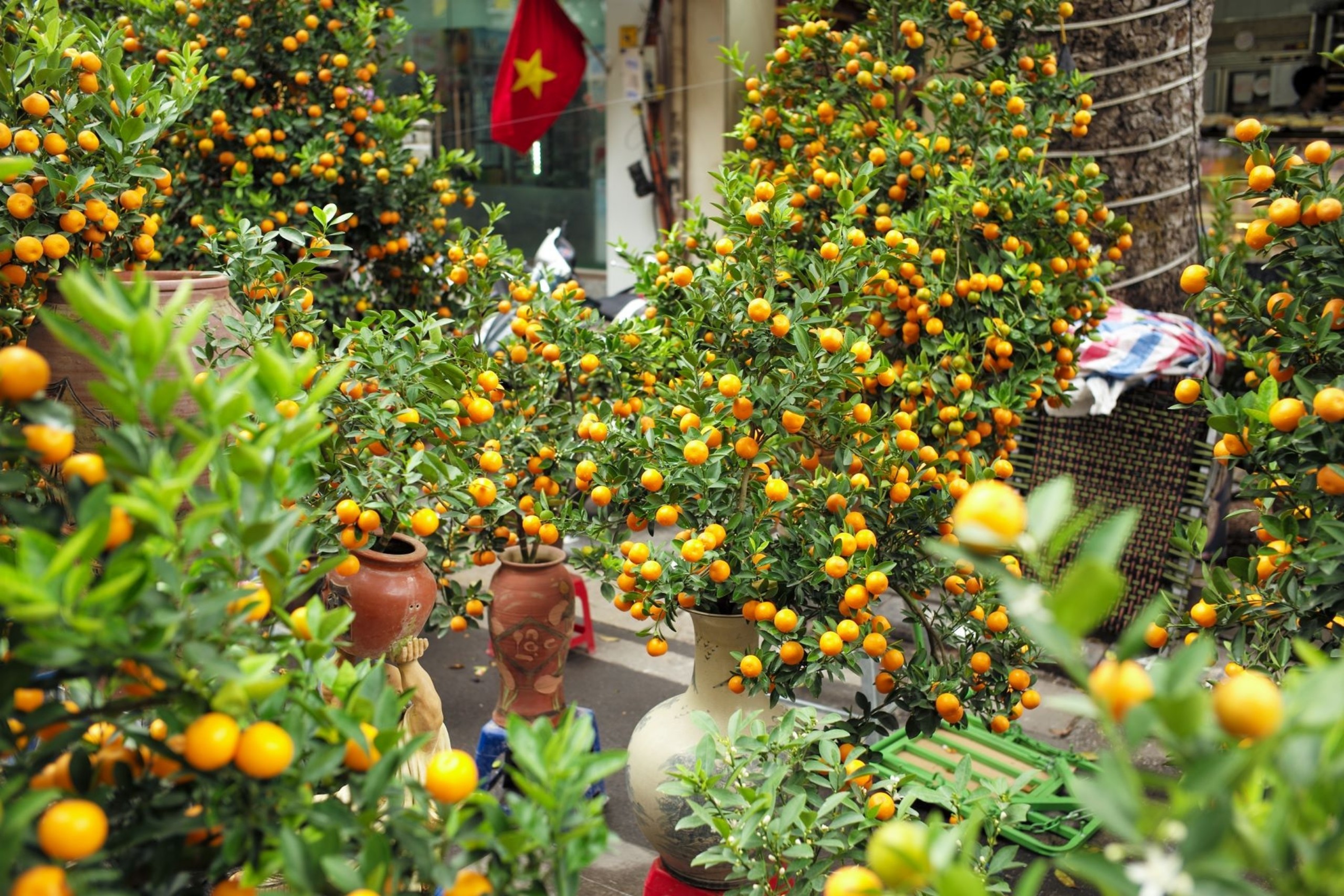 hoa tet - cay quat - Vietnam Times 